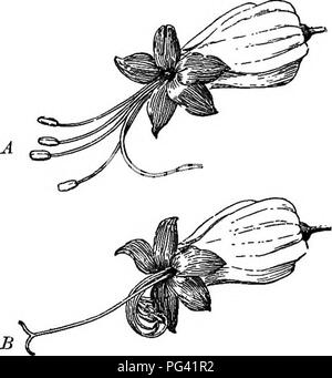 . Essentials di botanica. La botanica; Botanica. Ecologia di fiori; impollinazione 175 molti fiori che sembrano essere progettati per fissare l'autoimpollinazione sono quasi o del tutto incapace di esso. Fre- temente il polline di un altro impianto della stessa specie prevale su quello che il fiore può essere sparso sulla propria pistillo, in modo che quando entrambe le tipologie sono posti sullo stimma insieme è il polline estraneo che fertilizzano. 209. Dichogamy; i movimenti degli stami. - Se la sta- mens maturare in un momento diverso da pistilli, self- impollinazione è come effectually impedito come se gli impianti sono stati dioica. Questo onu Foto Stock