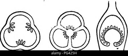 . Elementi di botanica. La botanica; Botanica. Struttura del fiore e i suoi organi. 149 tutte inserite sul recipiente e la corolla e stami sono detti essere hypogynous, cioè al di sotto-la-pistillo. In- II petali e stami appaiono come se fossero cresciuti velocemente al calice per una certa distanza, in modo da circondare il pistillo e pertanto essi sono detti essere perigynous, cioè intorno a-la-pistillo. In III tutte le parti sono libere o uncon- maiale. 130. - Diadelphous stami di pisello dolce. La fio. 129.-Mona- delphous stami di malva.. Un' B ' C Fig. 132.-Principali tipi di placenta. Aj pl parietale Foto Stock