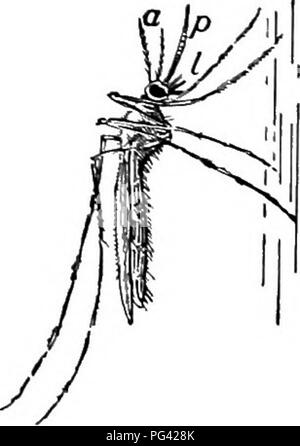 . Lo studio della natura e della vita. Lo studio della natura. Fig. 26. Posizioni di riposo della zanzara anofele (a sinistra) e Culex (a destra), antenna; /, proboscide; /, palpi. (Ingrandita. Dopo Howard) essere realizzati per effetto completo sterminio di parassiti. Anche se questo è impossibile, se lo studio riuscire a influenza- encing i bambini contro arbitrariamente sterminando i pesci e rane e tritoni delle nostre acque di superficie non sarà stata vana. Nel corso di queste lezioni particolare attenzione dovrebbe inoltre essere rivolta verso osservare e studiare i nemici di zanzare nell'aria. Giovani rospi e Rane di albero può essere esperimento Foto Stock