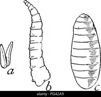 . Lo studio della natura e della vita. Lo studio della natura. Insetti della famiglia 63 vediamo perché è che da un molto pochi individui in primavera si possono avere gli sciami di mosche da piena estate. Il volo stabile, Stomoxys calcitrans, è comunemente mis- presi per la casa vola, che assomiglia molto, ma si differenzia da esso nella avente la sua bocca parti ricavate per perforare la pelle. Il suo morso doloroso, e mentre non è velenoso, essa può effettuare la malattia da animale ad animale o anche per l'uomo. Abbiamo spesso di vedere i cavalli, bovini e cani sur- arrotondati da sciami di queste mosche e, a parte la sofferenza reale e infastidire- mente t Foto Stock