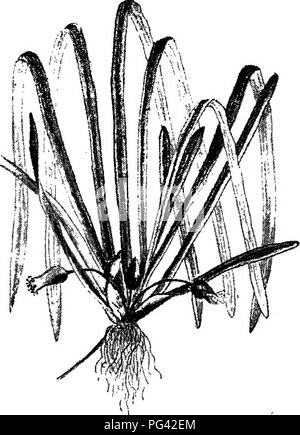 . Di fresco-acqua aquaria: la loro costruzione, la disposizione e la gestione, con informazioni complete per quanto riguarda l'acqua migliore-impianti e scorte vive per essere mantenuto come e dove ottenere loro e su come mantenerle in salute. Acquari. WATEE-piante. 61 Una volta staccata, la salita alla cima dell'acqua, e galleggiante vi imtil essi fecondare i fiori femminili con il loro polline. Dopo la fertUisation quest'ultimo lavandino a maturare e a crescere. La Vallisneria aumenta anche da guide, in qualche modo simile al comune fragola. Tali propaggini correre lungo il fondo dell'acqua fino a quando non iniziano a colpire la radice di Foto Stock