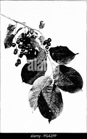 Questa guida offre uno studio completo degli alberi autoctoni, inclusa la loro identificazione, le loro abitudini e le loro caratteristiche distintive. Mira ad aiutare i lettori a identificare gli alberi in natura. Foto Stock