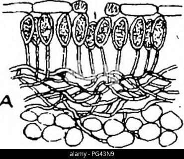 Questo manuale descrive le malattie delle colture, concentrandosi su colture graminee come il grano, e i metodi per identificare e correggere le malattie delle piante. Descrive in dettaglio lo sviluppo di malattie delle colture comuni come la muffa e offre soluzioni pratiche per gli agricoltori. Foto Stock