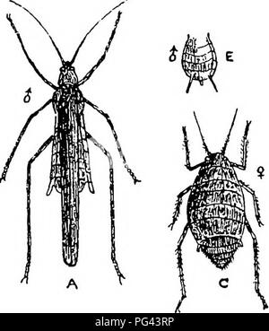 . Le malattie delle colture e i loro rimedi : un manuale di biologia economico per gli agricoltori e gli studenti. Le malattie delle piante. Raccolti di radice. 63 stadi, quando gli insetti commettere tanti danni, ma essi scongiurare la " Mosche", essendo opinabile per loro. Indurimento.-(1) " Roll e leggermente harrow dopo le 8 di sera e prima delle 6 del mattino, per questo disturba e indebolisce la ' fly,' e stimola la pianta giovane. Seminare 8 bushel per acro. Fig. 27.-Ttienip Aphis {Aphis Jioris-rwpa). A. maschio con ante chiuse (ingrandita), B. la sua dimensione naturale. C. Wingless femmina (ingrandita). D. La sua dimensione naturale. B. PALLONE FORMA-ab Foto Stock