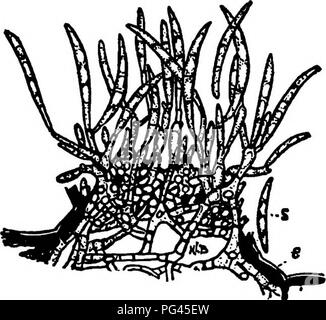 . I funghi che causano malattia vegetale . Le malattie delle piante; funghi. I funghi che causano malattia vegetale 653 ossi-. (Vedere p. 46) di patate; forse è identico con F. sporum. F. erubescens A. &AMP; v. Ov. produce piccoli black spot incassata sul verde e mature toma- dita dei piedi in Germania * ""' re- sulting infine in mummi- fica. Il parassitismo per mezzo di enzimi è stata dimostrata. F. lycopersici sacc.^"'"^"- Sporodochia come in F. ossi- sporum; conidi falcate, acuta, 25-30 x 3.5-4 fi, .^^SS^S^SZSS^KSU H-i di ialina giallastra. Questa è la causa di un a- mato appassire o "malattia del sonno& Foto Stock