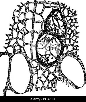Questo testo esamina i vari funghi responsabili delle malattie delle piante, concentrandosi su specie come Fusarium e Neocosmospora, e il loro ruolo nelle malattie agricole come Wilt. Il lavoro esplora la biologia fungina e il loro impatto sulla salute delle piante. Foto Stock