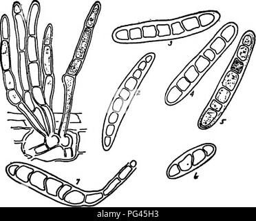 Questo lavoro esplora i vari funghi responsabili delle malattie delle piante, con particolare attenzione a generi specifici come *Helminthosporium* e *Pleospora*, descrivendo la loro morfologia e le specie vegetali che colpiscono. Foto Stock