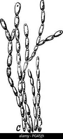 Questo lavoro esplora i funghi responsabili delle malattie delle piante, con particolare attenzione alla loro morfologia e ai metodi di controllo. Include descrizioni di varie specie di funghi che colpiscono le piante, in particolare in contesti agricoli, offrendo informazioni sulla patologia delle piante e sulla gestione delle malattie. Foto Stock