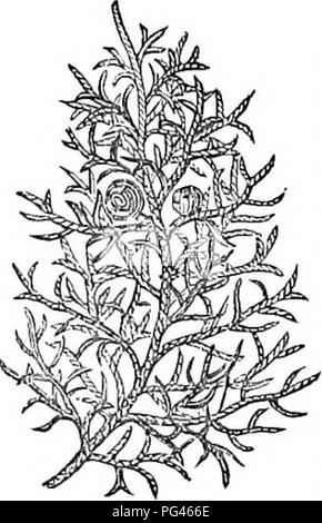 . Alberi e arbusti : un abridgment dell'Arboretum et fruticetum britannicum : contenente la hardy alberi e schrubs della Gran Bretagna, native e straniere, scientificamente e popolarmente descritto : con la loro propagazione, della cultura e degli usi e delle incisioni di quasi tutte le specie. Alberi e arbusti; le foreste e la silvicoltura. 1088 ARBORETUM ET FRUTICETUM BEITANNICUM.. Si prega di notare che queste immagini vengono estratte dalla pagina sottoposta a scansione di immagini che possono essere state migliorate digitalmente per la leggibilità - Colorazione e aspetto di queste illustrazioni potrebbero non perfettamente assomigliano al lavoro originale. Loudon, J. C. (Giovanni Clau Foto Stock