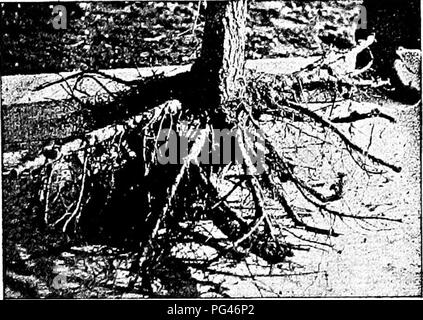 . Principi di silvicoltura americana . Le foreste e la silvicoltura. 112 principi di silvicoltura americano. albero accorciato a corrispondono. Nel trapianto di alberi, t£ey deve essere impostato almeno un  oi^due pollici inferiore nel terreno rispetto a quanto precedentemente noto come si fermò e le radici devono. Fig. 29.-Extra-buone radici su una foresta-cresciute Elm, utilizzato come una struttura ad albero di strada. essere disteso a hqlesji'ithptit- affollamento. È cus- tomary per piantare molti tipi di piccoli alberi in solchi fatti con un aratro. Molto grandi alberi (quelli oltre i sei pollici in diametro) sono talvolta piantati con successo  in inverno da  takirjg thein UJ3 jvith a^sfera Foto Stock