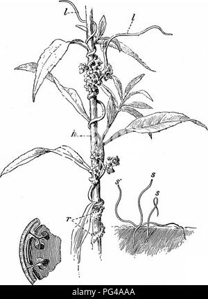 . Essentials di botanica. La botanica; Botanica. Radici 33 radici primarie, cioè un cluster procedendo dall'estremità inferiore dell'ipocotile sin dall'inizio. Se tali radici divenute addensato, simili a quelli della patata dolce e il dahlia (Fig. 17), è noto che essi sono 2t&amp; fascicled radici. A B C Fig. 14. Tremava crescente su un gambo Golden-Rod. Â"â , piantina tremava piante, crescendo in terra; h, dello stelo di host; r, haustoria o radici parassita di dodder; ?, scala-come le foglie; ji, sezione ingrandita di una porzione di stelo di salice, che mostra la penetrazione di haustoria.. Si prega di notare che queste immagini sono estratte da scanne Foto Stock