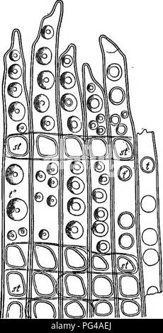 . Elementi di botanica. La botanica; Botanica. 60 ELEMENTI DI BOTANICA. Il verde strato di corteccia tlie nei giovani germogli non muchi verso la raccolta e la preparazione del cibo della pianta da, aria e acqua, ma questo lavoro può essere meglio spiegato in connes- zione con lo studio della foglia, Capo XII.. La Fig.50.-sezione trasversale di legno di abete. s, una resina passaggio; m, raggi midollare. (Molto magnifled.) Fig. 51. -Kadial longitudinale sezione attraverso un crescente Eapidly giovane ramo di pino. t, t', t", bordered box su legno-cellule; st, ampio box dove i raggi midollare giacere contro il legno- le cellule. (Molto magnifled). Infine, il Foto Stock