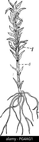 . Botanica agricola per gli studenti . La botanica. 418 BRIOFITE (MOSS PIANTE) tessuti spugnoso non può accadere e non sono necessarie fino a quando non si lascia- venite a più di una cella in spessore. Lo stelo è anche abbastanza semplice in struttura e non è dif- ferentiated nei tessuti che caratterizzano gli steli delle piante superiori. Lo sporofito è comunemente molto maggiore di quella dell'epatiche a. g Fig. 372.-Thegame- tophyte di Moss, con- completi composti di stelo- (s) e di foglia-Iilce strutture (i), e rhizoids (r) che attribuiscono al sub- strato. X circa 2. Fig. 373. - Le due generazioni di Moss, g, gametofito Foto Stock