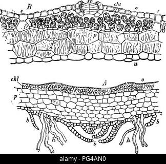 . Botanica agricola per gli studenti . La botanica. 408 BRIOFITE (MOSS PIANTE) sotto la superficie, le cellule sono differenziate in filo-come le strutture chiamate rhizoids, che fissano la pianta al substrato. Nelle tacche circa il margine sono cellule che funzionano come le cellule meristematica delle piante superiori e quindi avere a che fare con l'aggiunta di nuove cellule in cui la crescita della pianta è mantenuta. Le cellule della regione superiore del tallo sono differenziate in un'epidermide, che offre protezione contro. Fig. 364. - Fortemente ingrandita sezioni trasversali di un tallo di Marchantia. A, se Foto Stock