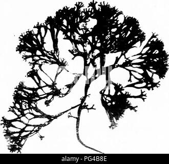 . Botanica agricola per gli studenti . La botanica. Alghe rosse (RHODOPHYCEAE) 325 alghe, il corpo della pianta è comunemente differenziati in parti simili nella forma, anche se non nella struttura, alle radici, steli e foglie di piante superiori. Le cellule sono comunemente ar- variava in tali linee definitive che il corpo della pianta ha la appaiono- mente di un fascio di strettamente uniti semplice filamenti. L evidente protoplasmic i collegamenti tra le cellule e la gelatinizzazione di pareti cellulari sono altre notevoli funzionalità.. Fig. 281.-Irish Moss, CAoredr-ws Crispo, molto utilizzati per i prodotti alimentari. Dimensione naturale. La storia di vita di alcuni di t Foto Stock