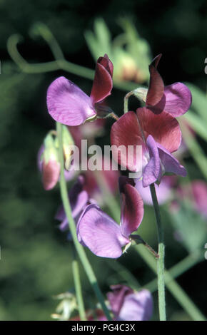 Pisello dolce Matucana (Lathyrus odoratus) Fiori Foto Stock