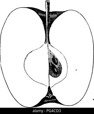 . American pomology : mele . Le mele. 680 DESCBIPnONS DI MELE. I primi risultati; diffusione, piuttosto cada, produttivo; germogli esili, marrone chiaro, germogli piccoli; fogliame piuttosto scarsa, grigiastro. Frutto di medie, rotonda o oblunga, conica, tronco, rego- lar; superficie molto liscia, giallo ceroso, interamente coperti. Fig. 282.-JONATBUN. brillante rosso scuro, miscelati e striato; Punti minuto, rus- set-venato. Bacino profondo, regolari, russet venata; occhio piccolo e chiuso, verde. Cavità acuta, profonda, regolari, marrone rossiccio ; stelo lungo e sottile. Nucleo di medie, di forma tondeggiante ovale, regolari, chiuso, poco stringendo l'occhio; sementi nu Foto Stock