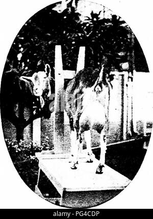 Questo lavoro sulle capre da latte moderne si concentra sullo stato dell'industria del latte caprino, mettendo in evidenza metodi efficaci di produzione del latte, gestione delle mandrie e cura sia per le mandrie commerciali che per le capre domestiche. Sottolinea pratiche efficaci per una produzione lattiero-casearia redditizia. Foto Stock