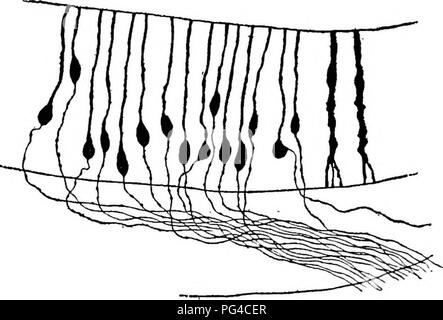 . Olfatto, gusto, e allied rileva nei vertebrati . Rileva e sensazione; vertebrati. 30 odore, sapore, ALLIED RILEVA Sehultze su questo soggetto è stato senza dubbio e ampiamente confermato. Il sustentacular cellule sono il capo il supporto di ele- zioni del epitelio olfattivo. Ciascuna di queste cellule ha un tratto cilindrico distale che contiene il colore giallognolo o luce di pigmento brunastro che è così caratteristica delle olfac-. La Fia. 6.-nell'epitelio olfattivo di un giovane topo mostrando le cellule olfattive e, a destra, due celle suatentacular. Preparazione di Golgi. Dopo Retzius, lS92a, la piastra 10, Fig. 2 Foto Stock