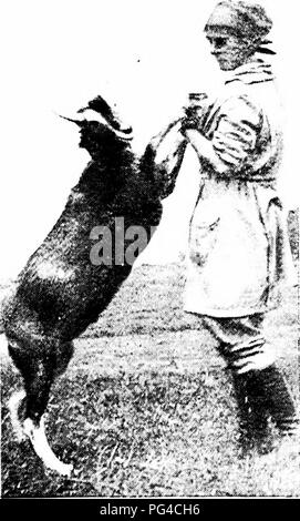 . Moderne Capre di Latte : stato di latte di capra industria; metodi di redditizia la produzione di latte; la cura e la gestione delle attività commerciali di mandrie e caprini domestici . Capre. 142 moderne MI].K capre anche se dopo il primo mese il sano kid guadagna rapidamente in hardihood e supera per un certo grado il suo suscepti- hility a freddo e umido, ancora è saggio ol)servono per tutti i bambini lo stesso precau- zioni necessarie per il primo mese. La condizione appropriata a W meaning. - Un bambino allo svezzamento tempo quattro mesi, dovrebbe pesare, per una femmina del cervo, circa quaranta a cinquanta sterline, un buck cinquanta e sessanta. Thej^ shoidd hanno COMPL Foto Stock