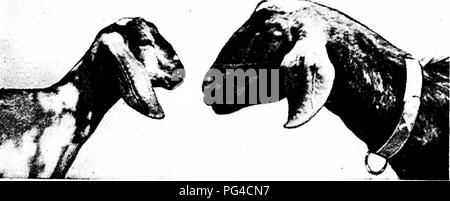 . Moderne Capre di Latte : stato di latte di capra industria; metodi di redditizia la produzione di latte; la cura e la gestione delle attività commerciali di mandrie e caprini domestici . Capre. La scelta di una razza 79 questa razza, essi mostrano ancora nella nostra gamma di clima alcuni della sensibilità a freddo e di esposizione che ci si aspetta da loro origine meridionale. Con un buon alloggiamento e care che fanno bene, ma se esposti al freddo o bagnato sono suscettibili di contrarsi pnemiionia, e la fa, se preg- nant, sono hkely per interrompere i loro bambini. Stagione di riproduzione.-l'Anglo-Nubian è detto a. Fig. 24.-tipica Anglo-Nubian capi hanno a l Foto Stock