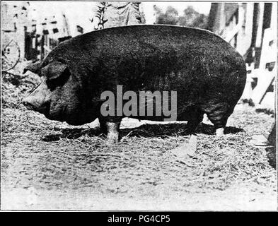 . Suina : un libro per gli studenti e gli agricoltori . Suina. Tre-anno-vecchio Duroc-Jersey cinghiale, di proprietà di lyOwrance Bros., Taylorville, Illinois.. Due-anno-vecchia scrofa Duroc-Jersey, "la nostra scelta". Grand champion Illinois State Fair, 1905. Di proprietà di Ira Jackson, West Milton, Ohio.. Si prega di notare che queste immagini vengono estratte dalla pagina sottoposta a scansione di immagini che possono essere state migliorate digitalmente per la leggibilità - Colorazione e aspetto di queste illustrazioni potrebbero non perfettamente assomigliano al lavoro originale. Giorno, George E. , 1863-. Des Moines, Iowa : Kenyon premere Foto Stock