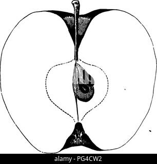 . American pomology : mele . Le mele. Classe III.-bound mele.-I. II. II. 603 trovati ad essere vigorosa, healtby, verticale, diffusione e pro- ductive. , Il frutto è stato descritto in Western Horticultvral Heview per 1853, prima ero consapevole che il mio amico Reu- ben Ragan aveva un Apple con lo stesso nome; tuttavia, questo, per priorità di pubblicazione, sarà presente lo stand, a meno che non vi. Biff. 283.-^LEWis. dovrebbe dimostrare di essere un altro Lewis che può rivendicare la preesistenza di pubhcation. Ho distinguere gli altri apple chiamando esso Lewis di Ragan; è in un'altra classe.-[vedere Downing, p, 164.] Frutto di dimensioni da medie a grandi, rotondo Foto Stock