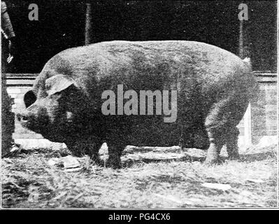 . Suina : un libro per gli studenti e gli agricoltori . Suina. Tre-anno-vecchio Duroc-Jersey cinghiale, "inimitabile Topnotcher", vincitore di nu- merous premi e contati una scelta esemplare di razza. Di proprietà di Watt &AMP; foresta, Xenia, Ohio. Cortesia (prof. C. S. Plumb, ColumOus, Ohio.). Yearling Duroc-Jer^ey seminare, "Regina Cedarville 7th," un frequente il vincitore del premio. Di proprietà di Watt &AMP; foresta, Xenia, Ohio. Cortesia (prof. C. S. Plumb, colonna- btts, Gf.io.). Si prega di notare che queste immagini vengono estratte dalla pagina sottoposta a scansione di immagini che possono essere state migliorate digitalmente per la leggibilità - colorazione e ap Foto Stock