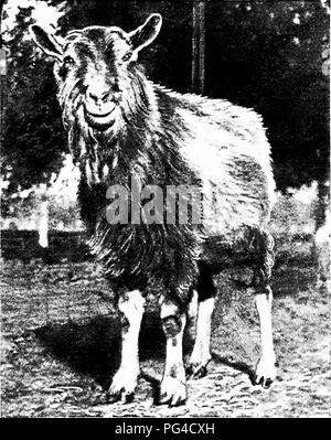 . Moderne Capre di Latte : stato di latte di capra industria; metodi di redditizia la produzione di latte; la cura e la gestione delle attività commerciali di mandrie e caprini domestici . Capre. 1-2 moderne Capre di Latte svizzero al bucks, sia per il tipo e la produttività. Ma le capre dei nostri altri membri, in gran parte in inglese o in irlandese di origine, essendo i tipi di isola, potrebbe non essere così facilmente unite con. Fig. 3.-Capotribù 2S1. Un famoso importati Toggenburg buck. (Cour- tesy F. F. Heintz, Los Angeles, California) l' stock alpino di produrre con successo una croce. A prescindere dalla loro origine, tuttavia le grandi nimibers di questi Messicani non disponibile Foto Stock