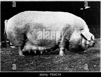 . Suina : un libro per gli studenti e gli agricoltori . Suina. Età Chester White cinghiale, *'Dexter", vincitore di molti premi tra cui prima alla Ohio State Fair, 1905. Di proprietà di W. J. CILIEGIA, Xenia, Ohio. Cortesia (prof. C. S. Plumb, Columbus Ohio.). Tre-anno-vecchio Chester White seminare, Barget "C", vincitore di numerosi premi. Di proprietà di W. J. CILIEGIA, Xenia, Ohio. Cortesia (prof. C. S. Plumb, colonna- busj Ohio.). Si prega di notare che queste immagini vengono estratte dalla pagina sottoposta a scansione di immagini che possono essere state migliorate digitalmente per la leggibilità - Colorazione e aspetto di queste illustrazioni potrebbero non perfettamente Foto Stock