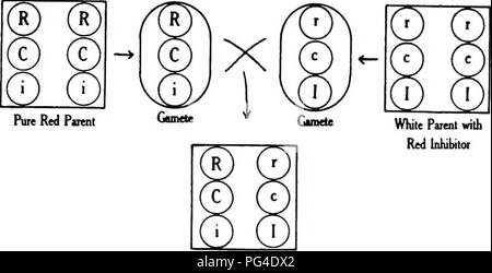 . Genetica delle piante . Eredità; la legge di Mendel; selettocoltura delle piante. Neo-Mendelism 59. F, Bianco Fig. io.-schema che illustra il comportamento del fattore inibitorio. Si prega di notare che queste immagini vengono estratte dalla pagina sottoposta a scansione di immagini che possono essere state migliorate digitalmente per la leggibilità - Colorazione e aspetto di queste illustrazioni potrebbero non perfettamente assomigliano al lavoro originale. Coulter, Giovanni Merle, 1851-1928; Coulter, Merle C. (Merle Crowe), 1894-1958. Chicago : University of Chicago Press Foto Stock