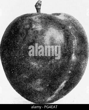 . I frutti di Ontario. Frutti-coltura. 1905 frutti di Ontario. 171 BUEBANK. Il Burbank è uno dei migliori del giapponese le prugne per il frutteto commerciale, sul conto della sua bellezza e della sua grande capacità produttiva e la sua eccellente qualità di spedizione. Oeigin ; era in 1885 che il sig. Luther Burbank di Santa Rosa, California, importato alcuni alberi di prugne dal Giappone e, quando hanno fruttato, ha scelto questo come uno dei migliori e più degni di proxiagation. Nel 1891 egli ha inviato i campioni al Dipartimento di Agricoltura a Washington e il Pomologist del dipartimento chiamato Burbank, dopo l'introduttore. Th Foto Stock