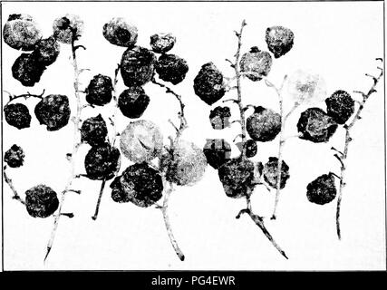 . Malattie delle piante economica . Le malattie delle piante. 154 malattie delle piante economica in una grave epidemia che è necessario attirare atten- zione alla malattia le foglie prima diventare coperto con piccolo buio macchie marroni, cambiamento di colore giallo, e presto cadere. Con il tempo la frutta maturata praticamente tutti i. Fig. 66. - Anthr^icnoso di bianco di uve secche di Corinto. Dopo Clinton. foglie possono essere perse. Al momento le foglie, anche sui frutti, steli e canne, la malattia appare come little black spot incassata. Su theberries le macchie sono circolari e nero, molto somigliante a volare la comparsa di macchie. Il fungo causale probabl Foto Stock