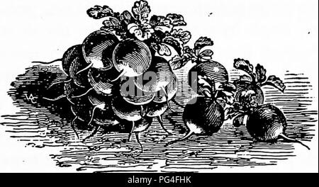 . Dreer la verdura sotto vetro : un po' handbook raccontando come fino al suolo durante i dodici mesi dell'anno. Verdure; Cold-frame. Capitolo XII. Il ravanello. Ammettendo che la lattuga sorge prima in rilievo e di profitto tra i sotto-vetro verdure, a costringere il case così come in frame, riteniamo giustificato nel dare al secondo posto per il radicchio. Questo umile ortaggio non è in grado di comandare il fanc}' prezzi così pagato volentieri nella stagione invernale per fresco verde cetrioli e paffuto pomodori rossi, ma lontano- punteggi queste squisitezze in conseguenza numerico e bj' enorme abbondanza fuori-wei Foto Stock