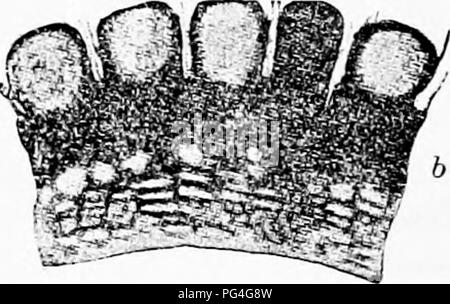 . I funghi che causano malattia vegetale . Le malattie delle piante; funghi. 218 i funghi che causano malattia vegetale una ventina di specie sono noti. Essi si distinguono da Dothidia dalle spore ialina.. Si prega di notare che queste immagini vengono estratte dalla pagina sottoposta a scansione di immagini che possono essere state migliorate digitalmente per la leggibilità - Colorazione e aspetto di queste illustrazioni potrebbero non perfettamente assomigliano al lavoro originale. Stevens, Frank Lincoln, 1871-1934. New York : Macmillan Foto Stock