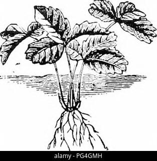 . Guida di hardy frutti e piante ornamentali . Frutti-coltura. 52 DWYEE GriDE del.. Si prega di notare che queste immagini vengono estratte dalla pagina sottoposta a scansione di immagini che possono essere state migliorate digitalmente per la leggibilità - Colorazione e aspetto di queste illustrazioni potrebbero non perfettamente assomigliano al lavoro originale. Dwyer, Thomas Joseph, 1856-. Cornovaglia, N. Y. : T. J. Dwyer &AMP; figli Foto Stock