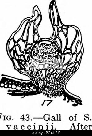 Questo lavoro esplora i vari funghi responsabili delle malattie vegetali, concentrandosi in particolare sulle loro fasi del ciclo di vita come sporangia e zoospore. Comprende illustrazioni e descrizioni dettagliate delle strutture fungine e dei loro effetti sulle piante ospiti. Foto Stock