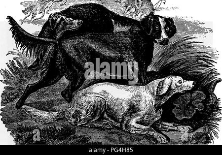 . Il cane prenota : una storia popolare del cane, con informazioni pratiche di cura e gestione della casa, kennel, e mostra i cani e le descrizioni di tutte le razze importanti . I cani. Épagneul da Syd. Edwards. Londra, Jnn. i, 1801. Il setter da Syd. Edwards, Londra, 1805. Si prega di notare che queste immagini vengono estratte dalla pagina sottoposta a scansione di immagini che possono essere state migliorate digitalmente per la leggibilità - Colorazione e aspetto di queste illustrazioni potrebbero non perfettamente assomigliano al lavoro originale. Watson James, 1845-. New York : Doubleday, pagina &AMP; Co. Foto Stock
