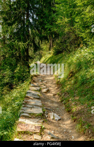 Dettaglio della natura della montagna a piedi tra i boschi verdi, girato su un luminoso giorno di estate a Gressoney Saint Jean, valle del Lys, Aosta, Italia Foto Stock