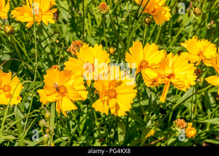 Close up di bee impollinatori un mazzetto di giallo fiori a margherita , girato su un luminoso giorno di estate a Gressoney Saint Jean, valle del Lys, Aosta, Italia Foto Stock