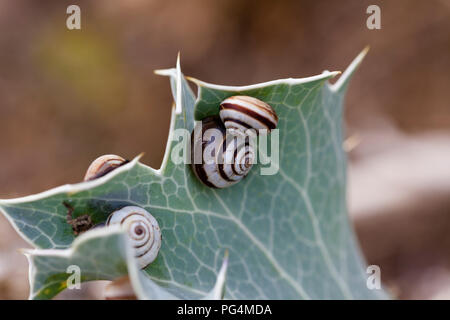 Nastrare o striato lumache (Cernuella ssp) sul mare holly (Eryngium maritimum), Sandwich Bay, Kent, Regno Unito Foto Stock