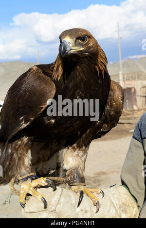 Eagle cacciatore con la sua aquila. Tolbo, Bayan-Ölgii,Mongolia Foto Stock