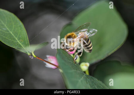 Bee raccoglie nettare dal fiore Foto Stock