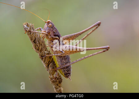 Dark bush-cricket (Pholidoptera griseoaptera) è una specie di flightless di bush-cricket Foto Stock