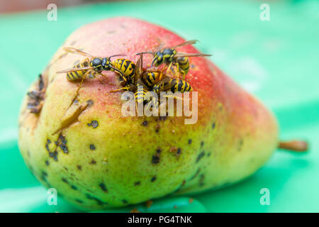 Unione vespe mangiare pera matura la frutta Foto Stock