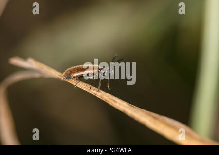 Rhagonycha fulva, marrone insetto è camminare sull'erba, primo piano Foto Stock