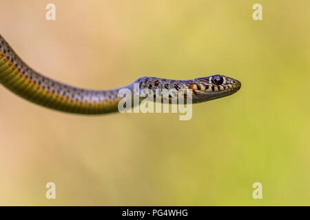 Grande frusta Snake (Coluber caspius) ritratto luminoso contro lo sfondo di colore verde Foto Stock