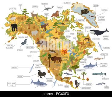 Nord America flora e fauna mappa, elementi piani. Animali, uccelli e Sea life grandi set. Costruisci il tuo geografia infographics collection. Illustrati del vettore Illustrazione Vettoriale