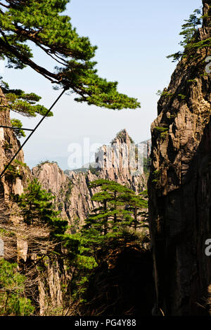 Twisted pini,nuvole,Pinacles,Scogliere,RocksYellow montagne,Huang Shan,Jaingxi provincia,Cina,PRC,Repubblica Popolare di Cina Foto Stock