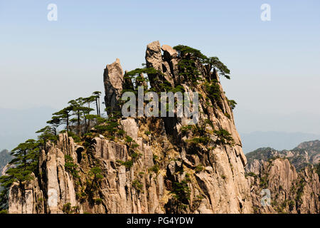 Twisted pini,nuvole,Pinacles,Scogliere,RocksYellow montagne,Huang Shan,Jaingxi provincia,Cina,PRC,Repubblica Popolare di Cina Foto Stock